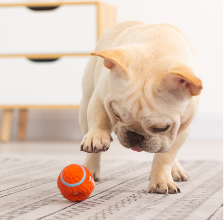 Dog Toy Football Dog Toy Football