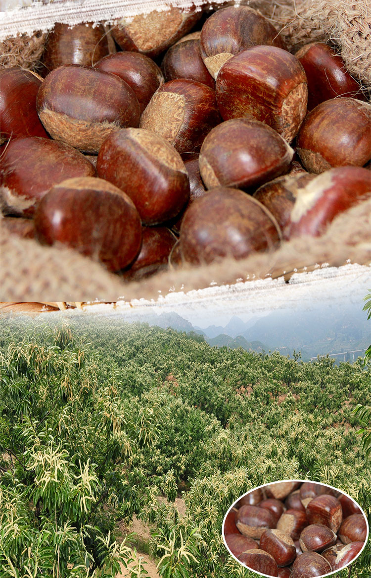 factory price frozen huairou chestnuts