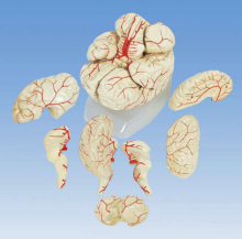 Human Brain with Arteries Model (CA-10307B)