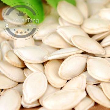 Factory supply shine skin pumpkin seed kernel