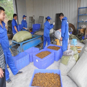 herbes de médecine traditionnelle chinoise