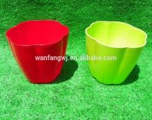 colorful succulent plants plastic flowerpot