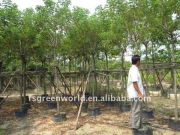 Cassia surattensis cassia glauca trees