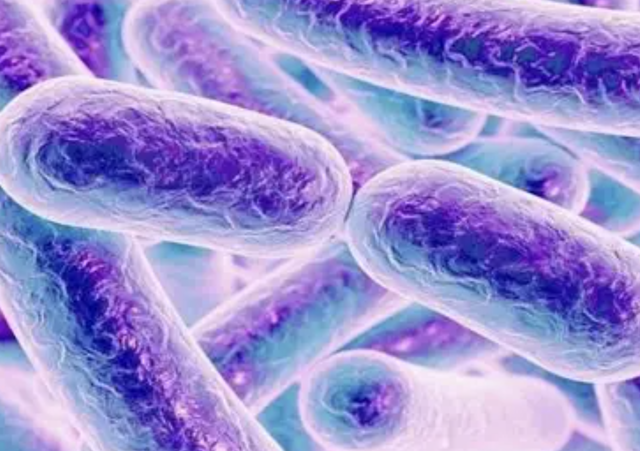 Bacillus Velezensis para la agricultura Bacillus Velezensis for Agriculture