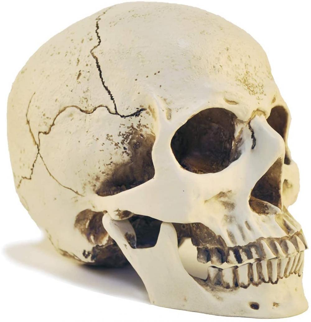1: 1 модель головки черепа смола