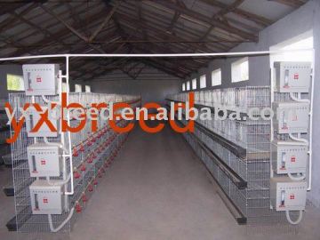 automatic broiler cage system