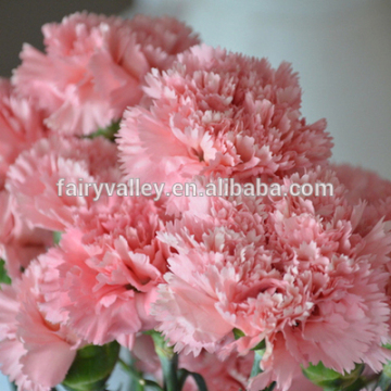 Pot Cutting Flower Seeds Pink Carnation Seeds for Sale