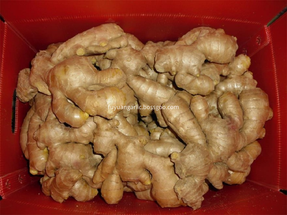 air dried ginger china