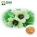 Henbane-Extrakt Scopolaminhydrobromid-Trihydrat