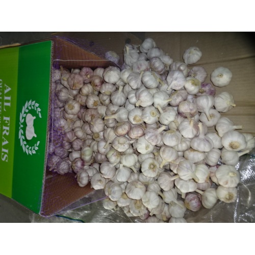 Loose Carton Normal White Garlic