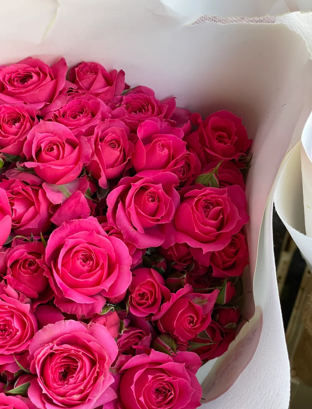 সোফির রোজ Sophy's Rose