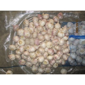 2019 Fresh Garlic Normal