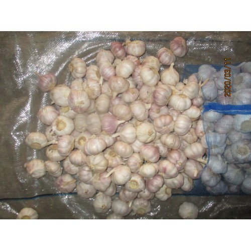 2019 Fresh Garlic Normal