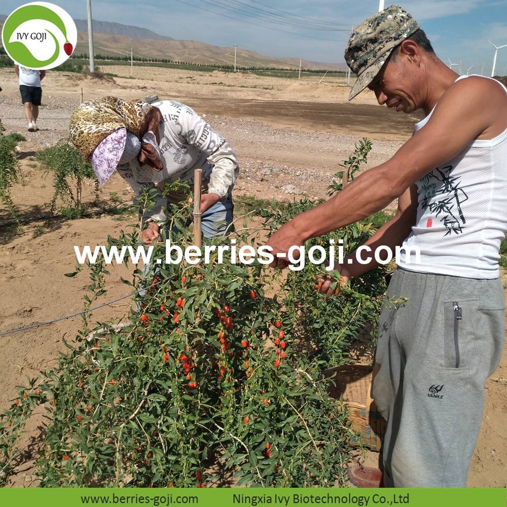 Bio-Goji-Beere organic goji berry