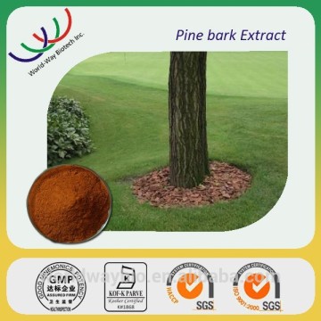 Free samples pine bark extract,pure Procyanidins opc powder , high quality pine bark 90% extract