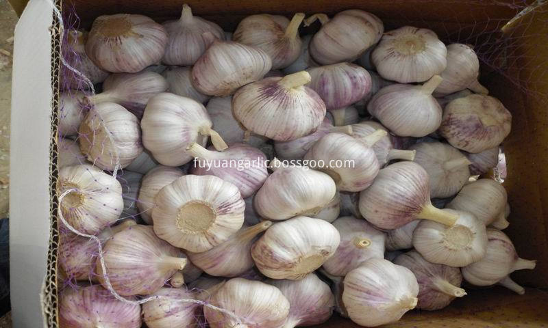 purple skin garlic 