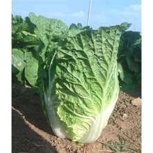 Fresh Chinese Cabbage Hi-Q