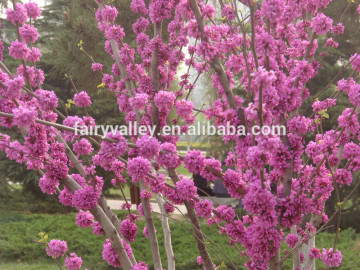 Judas Tree Seeds For Growing