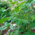 HDPE αναρρίχηση φυτών υποστήριξη Net
