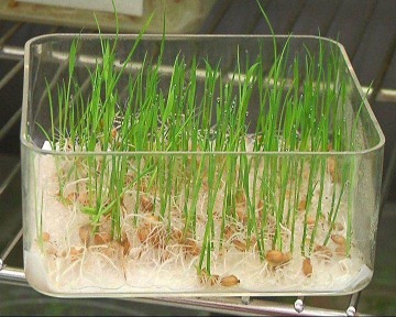 Injection molded box Seed sprouting box