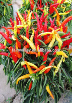 Quality Colorful pepper seeds ornamental pepper seeds Chili Seeds for planting