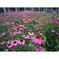 Echinacea Purpurea Extract 4% Echinacea Polifenóis