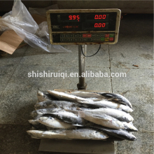 200-250G frozen hard tail scad megalaspis cordyla