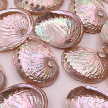 Wholesale Polished White Abalone Shells - Natural Ocean Pearlized Mother of Pearl Seashells