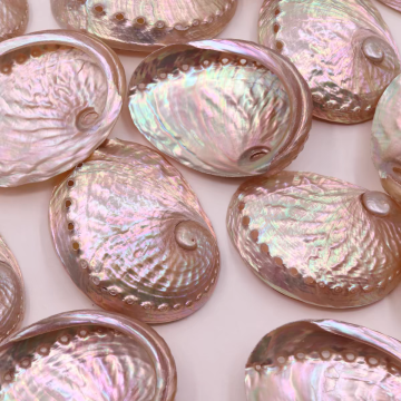 Wholesale Polished White Abalone Shells - Natural Ocean Pearlized Mother of Pearl Seashells