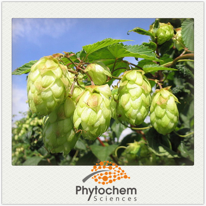 Humulus lupulus lupulin Xanthohumol Flavonoids powder hops flower extract beer hops