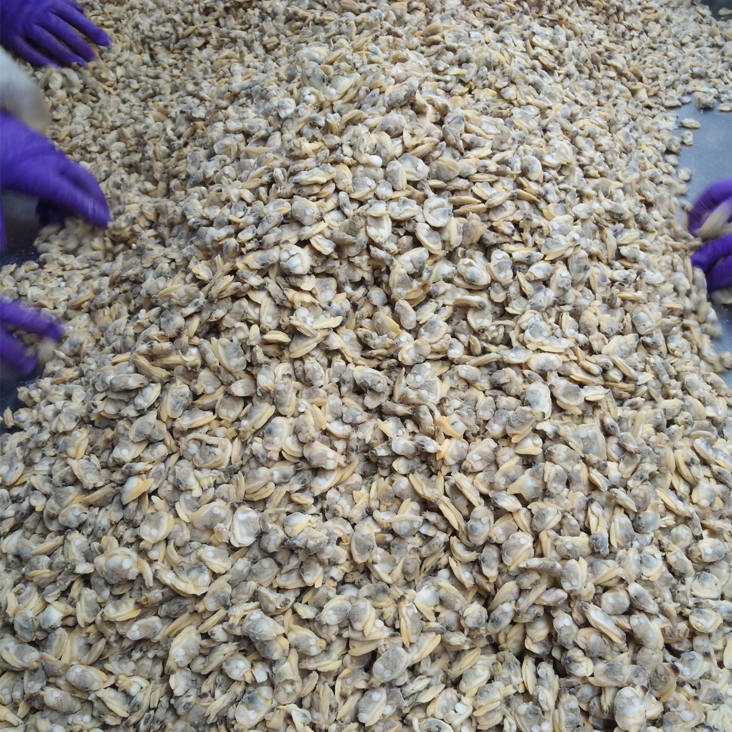 Mrożone gotowane małże mięso z owocami morza