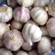 Wholesale garlic Best Price White Garlic in Bulk