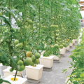 Tomato baldi hidroponik Skyplant tumbuh sistem