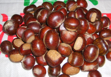 FRESH CHESTNUT NEW CROP WITH GOOD QUALITY