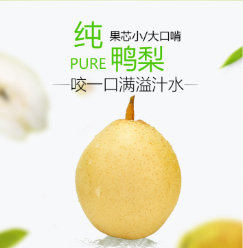 Fresh Ya Pear/ Chinese Pear/ Asian Pear