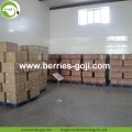 Factory Supply Nutrition Gedroogde Lycium Chinensis