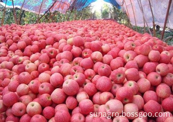 Red Fuji Apple With Good Health And Quality