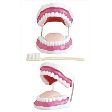 Oral Dental Care Education Model: Enhancing Your Oral Health Understanding