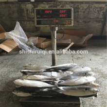 200-250G WR hardtail scad WR frozen hard tail scad