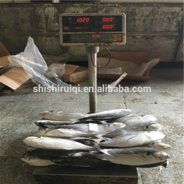 200-250G WR hardtail scad WR frozen hard tail scad