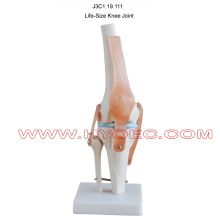 Life-Size Knee Joint-J3C1.19.111