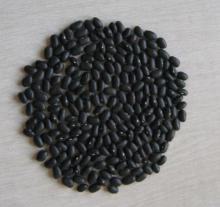Fresh Black kidney Bean  2018
