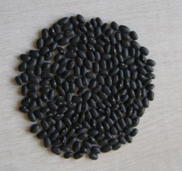 Fresh Black kidney Bean  2018