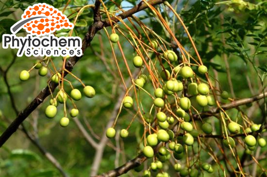 Organic neem seeds Powder 15% Toosendanin