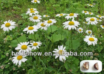 High Quality Pyrethrum Seeds