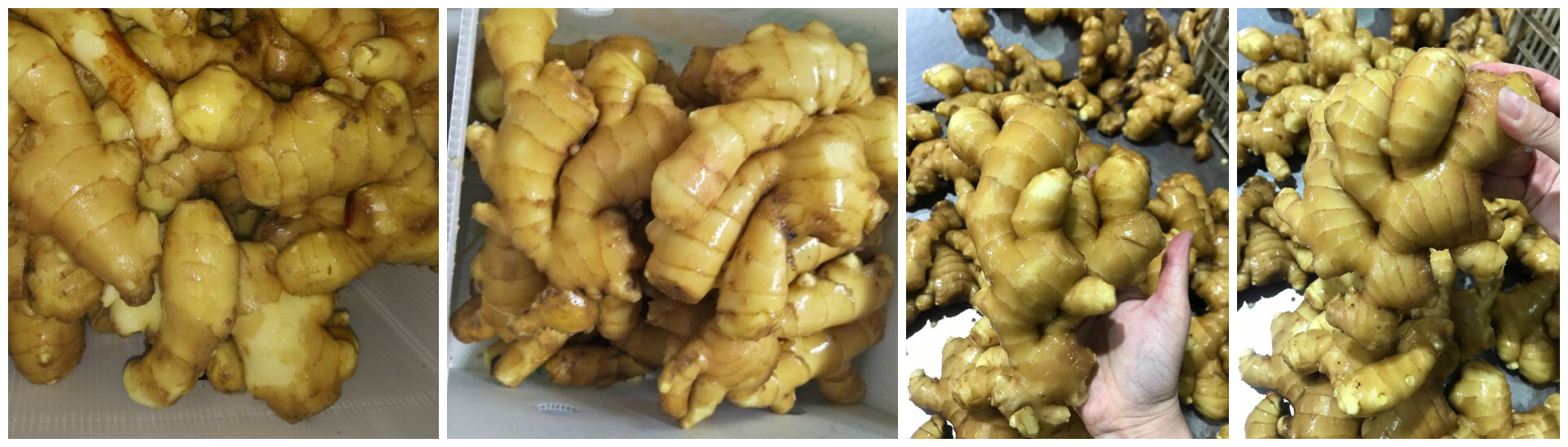 gingera.