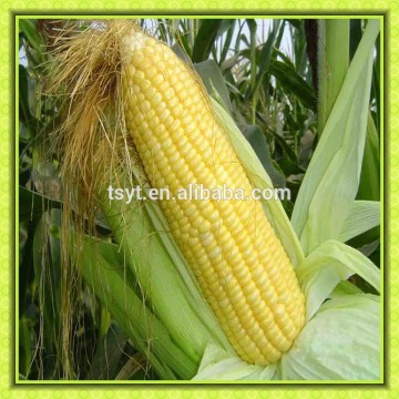 frozen sweet corn sweet corn cob