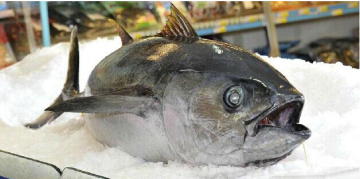 Whole Round Sea Frozen Big Eye Tuna