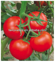 Hot Sale Chinese Vegetable Seeds High Yield Hybrid F1 Tomato Seeds For Sale-New Happy
