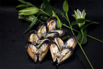 Good Quality Boiled Mussel Frozen Mussel Meat